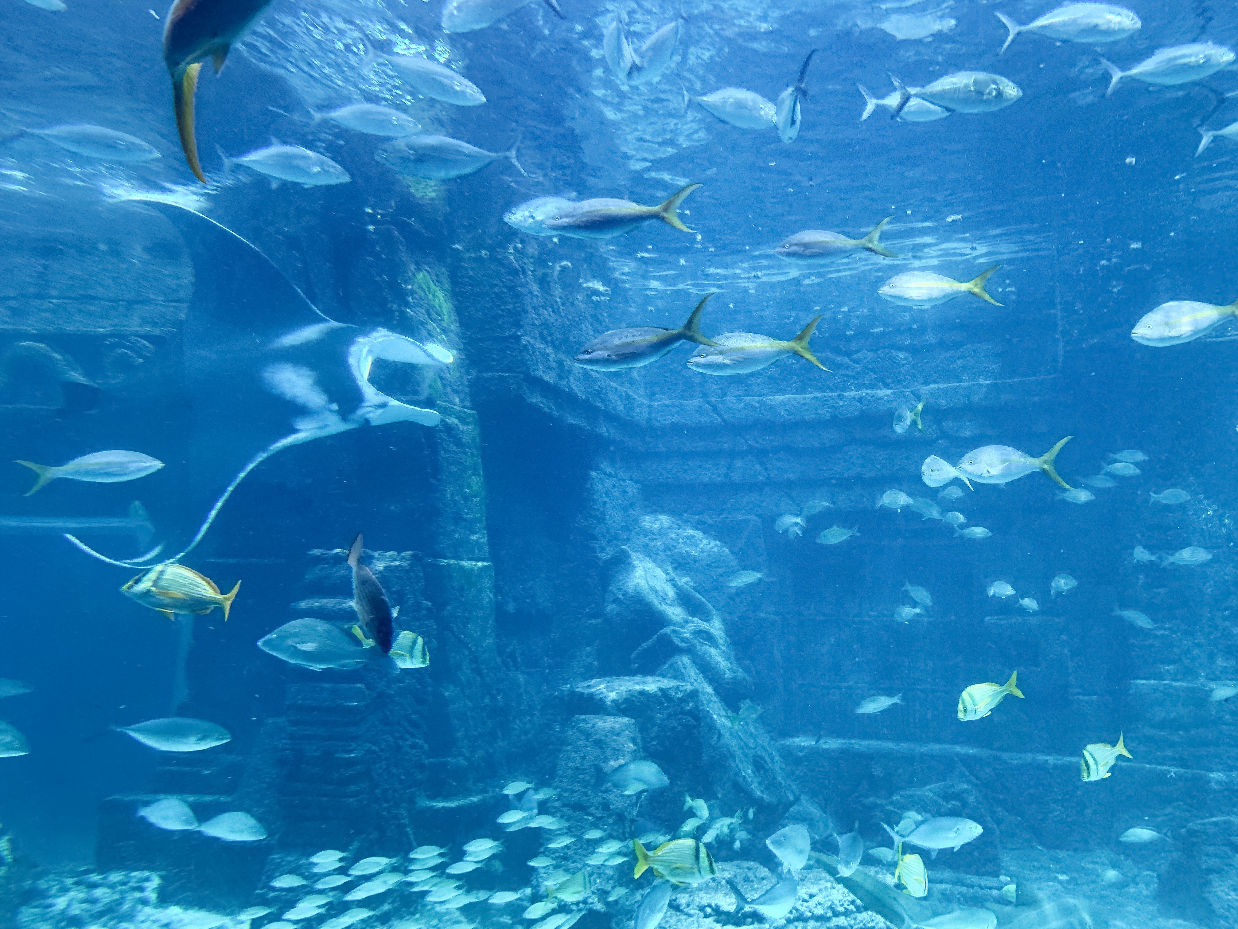 atlantis aquarium