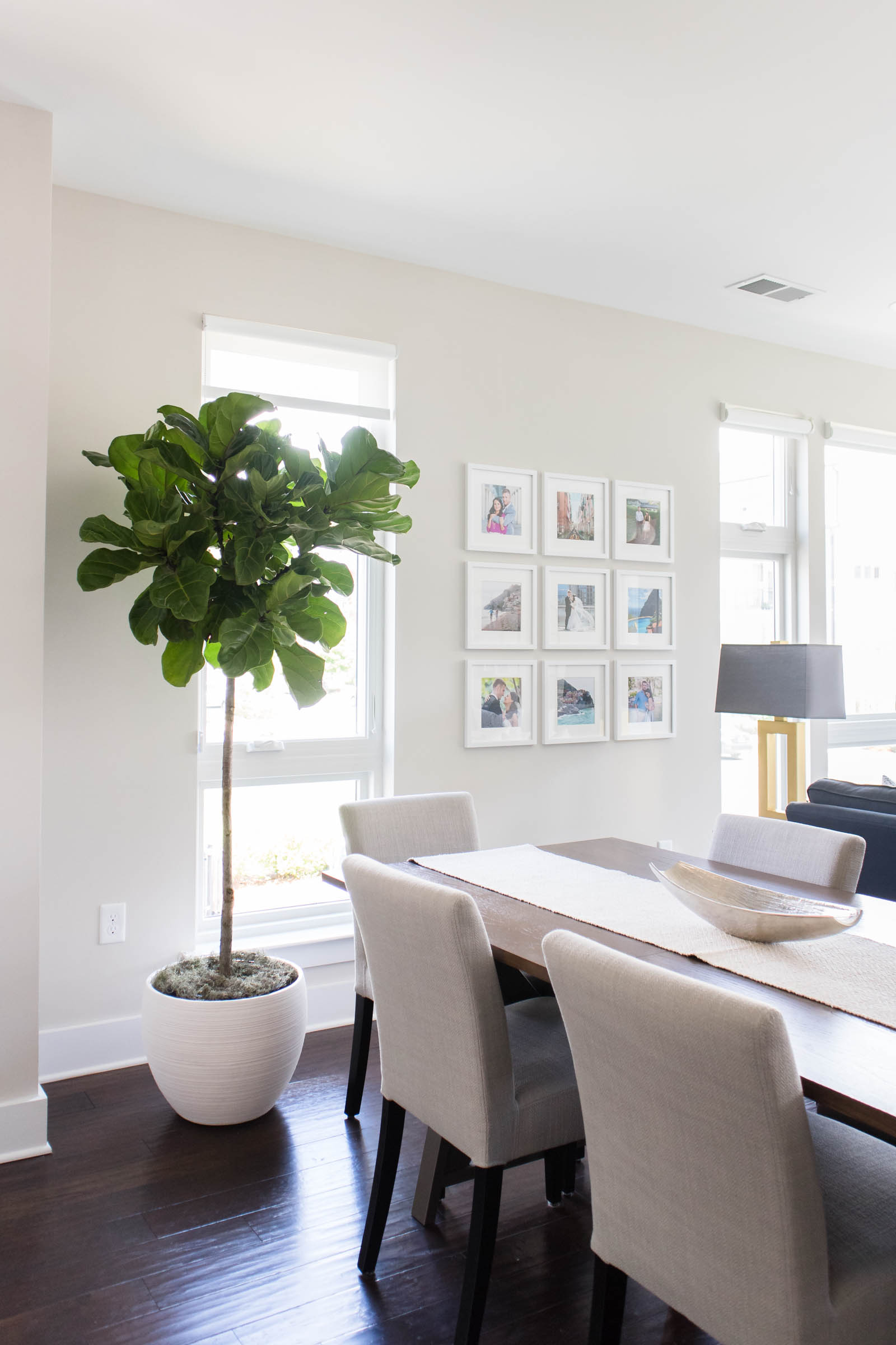 fiddle leaf fig