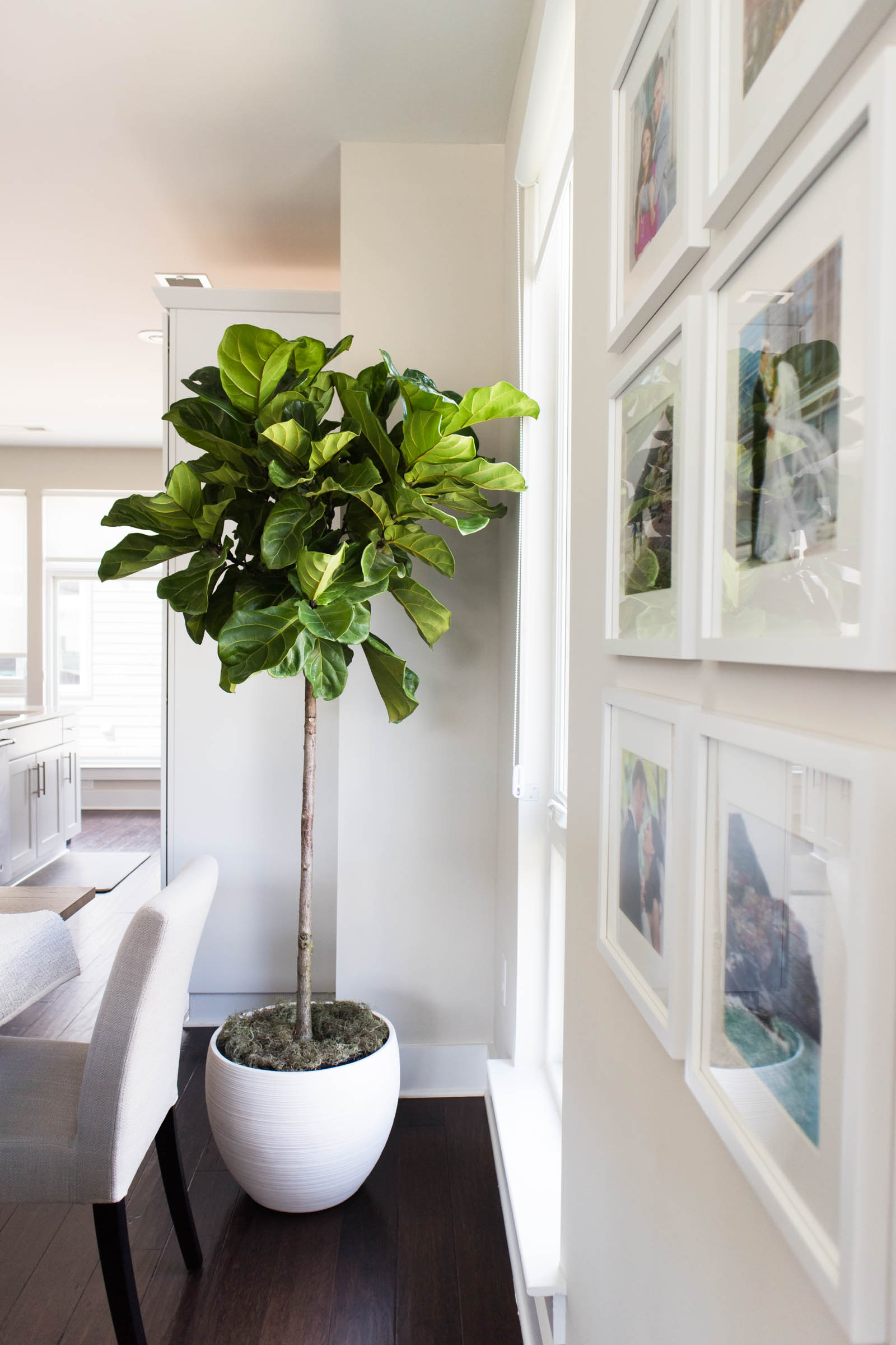 fiddle leaf fig